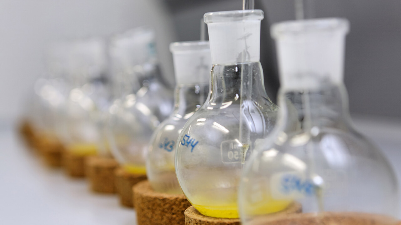 Mehrere beschriftete Glasfläschchen/ Rundkolben stehen in einer Reihe in einem Labor. In den Gefäßen befindet sich eine gelbliche Probe bzw. Lösung. Das Bild symbolisiert Probenvorbereitung, Extraktion und Analytik zur Prüfung von Qualität und Authentizität von Lebensmitteln.