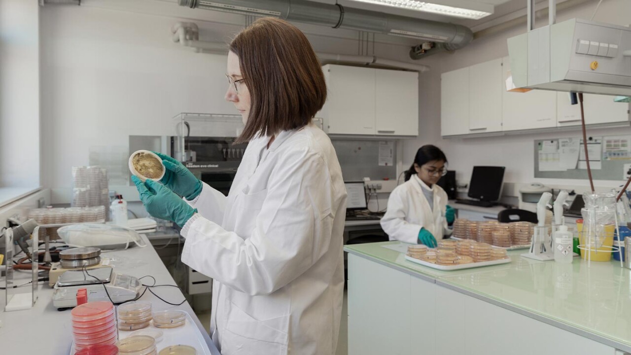 Zwei Mitarbeitende im Labor tragen Laborkittel und Handschuhe und arbeiten mit Petrischalen. Im Vordergrund begutachtet eine Person eine Kulturplatte, im Hintergrund werden weitere Proben vorbereitet und sortiert. Die Szene steht für biotechnologische Untersuchungen, mikrobiologische Analytik und Qualitätsprüfungen unter kontrollierten Laborbedingungen.